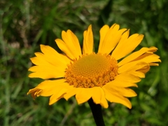 Helenium scorzonerifolium