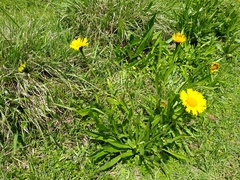 Helenium scorzonerifolium
