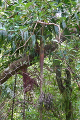 Basselinia eriostachys