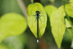 Ischnura damula