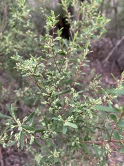 Styphelia mutica