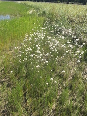 Eriophorum chamissonis
