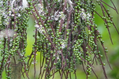 Basselinia eriostachys