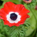 Poppy Anemone - Photo (c) Bobby McCabe, some rights reserved (CC BY-NC)