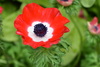 Poppy Anemone - Photo (c) Bobby McCabe, some rights reserved (CC BY-NC)