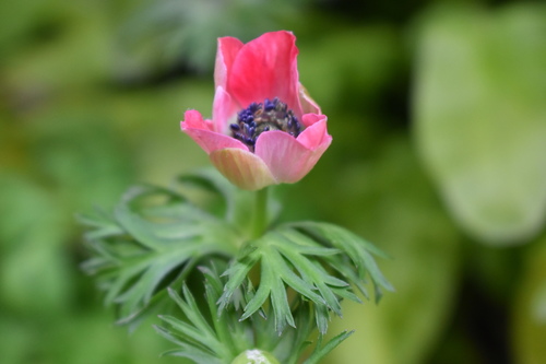 Poppy anemone