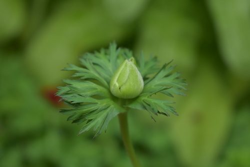 Poppy anemone