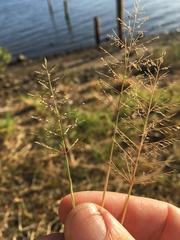 Sporobolus australasicus