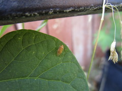 Tropidosteptes pacificus