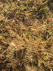 Sporobolus australasicus