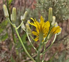 Crepis intermedia