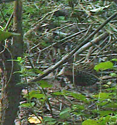 Buff-spotted Flufftail (Sarothrura elegans), photo 8