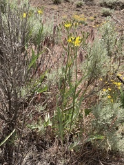 Crepis intermedia