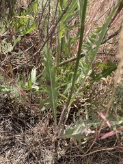 Crepis intermedia