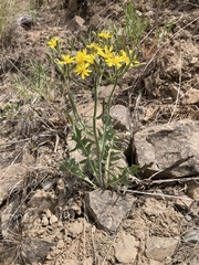 Crepis intermedia