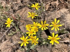 Crepis intermedia