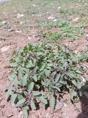 Dracocephalum foetidum