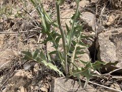 Crepis intermedia