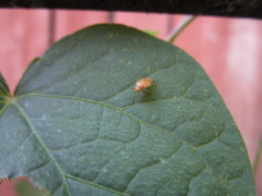 Tropidosteptes pacificus