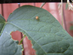 Tropidosteptes pacificus