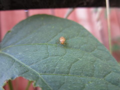 Tropidosteptes pacificus