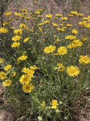 Erigeron linearis