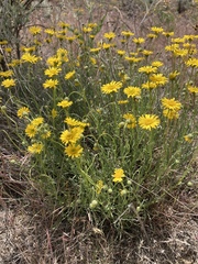 Erigeron linearis