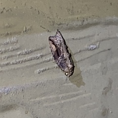 Proteoteras crescentana