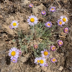 Erigeron poliospermus