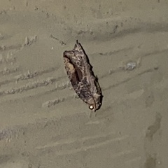 Proteoteras crescentana