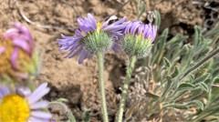 Erigeron poliospermus