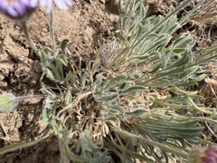 Erigeron poliospermus