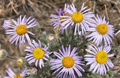 Erigeron poliospermus