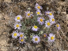 Erigeron poliospermus
