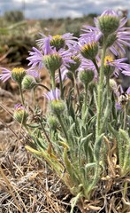 Erigeron poliospermus