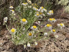 Erigeron pumilus