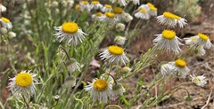 Erigeron pumilus