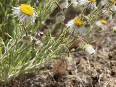 Erigeron pumilus
