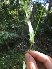Ottochloa