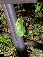 Zhangixalus arboreus