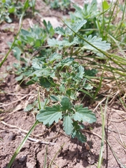 Dracocephalum foetidum