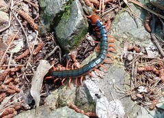 Scolopendra mutilans