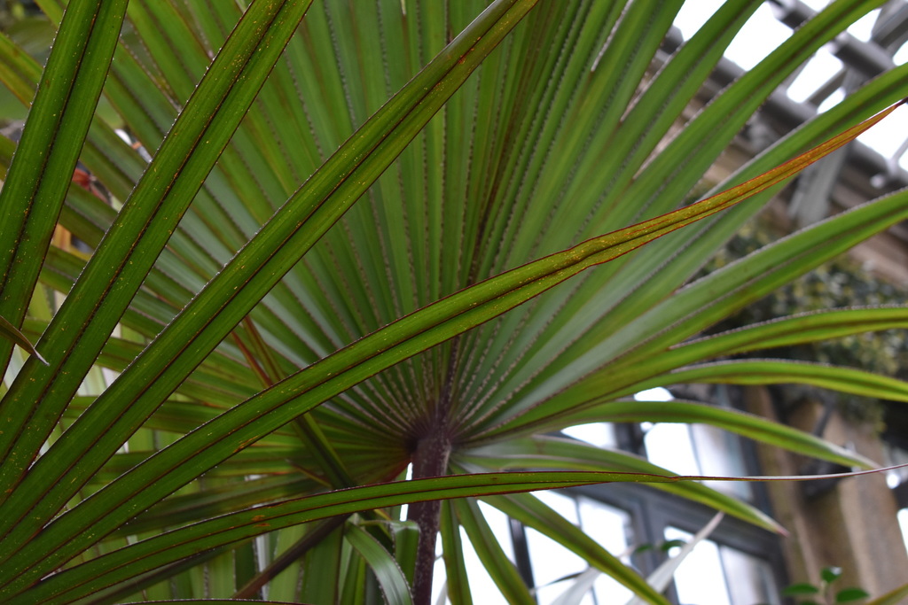 Red latan palm