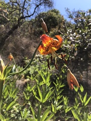 Lilium pardalinum
