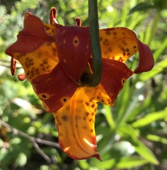 Lilium pardalinum