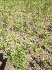 Calamagrostis stricta