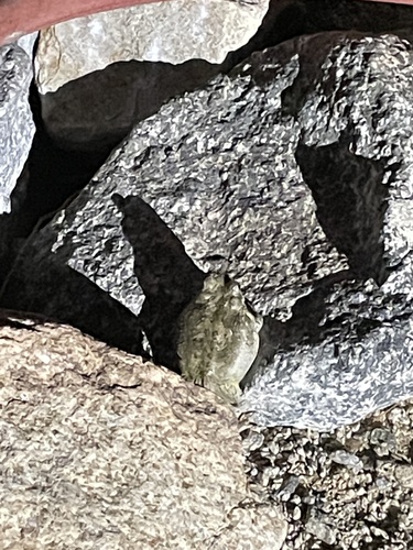 iNaturalist observation photo of Red-spotted Toad
