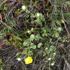 Grindelia stricta platyphylla