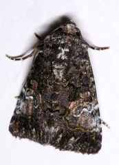 Aedia acronyctoides