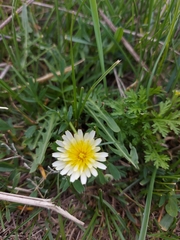 Taraxacum leucanthum
